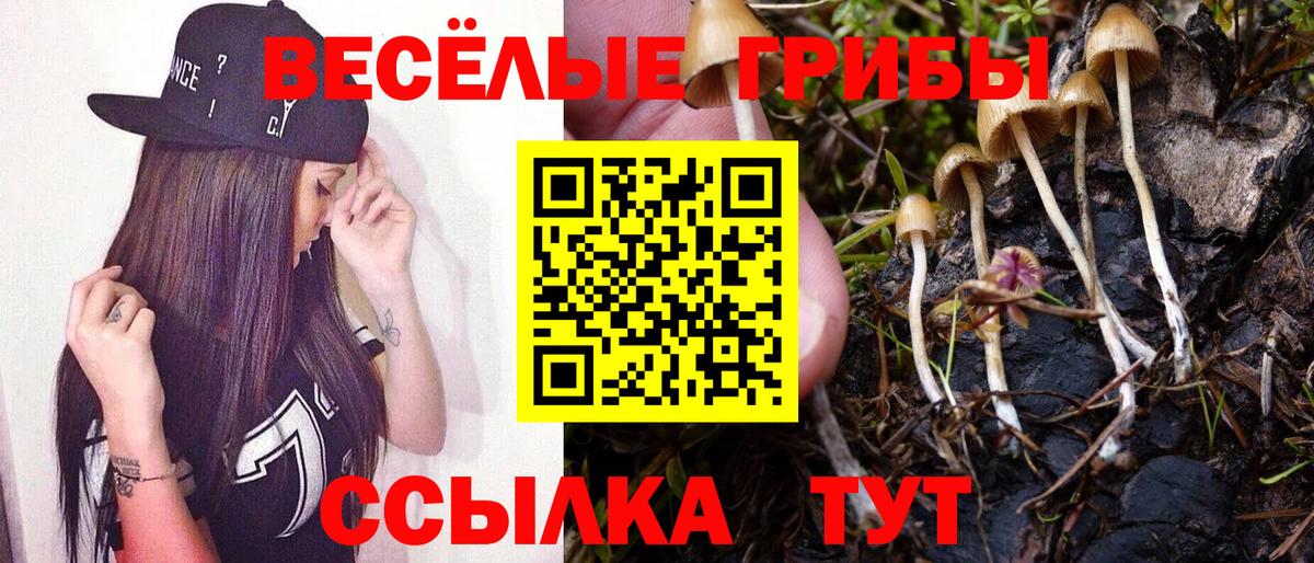 Псилоцибиновые грибы Psilocybine cubensis Саратов